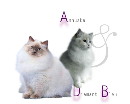 Annuska x Diamant