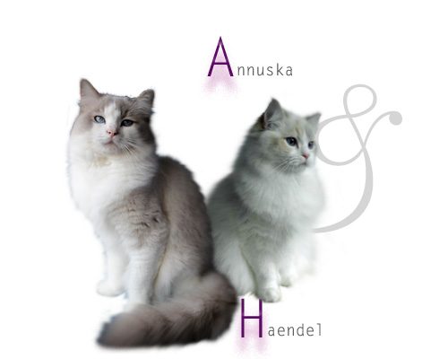 Annuska x Haendel