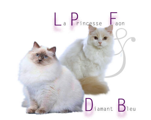 princessediamant